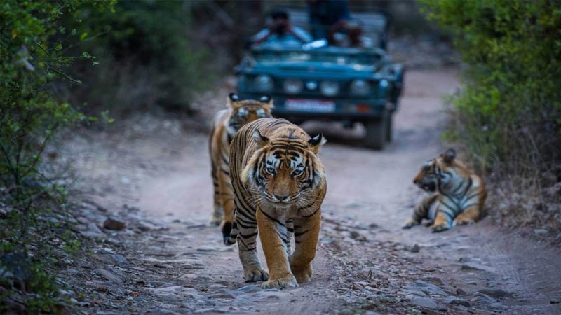 3 Days Delhi Ranthambore Tour