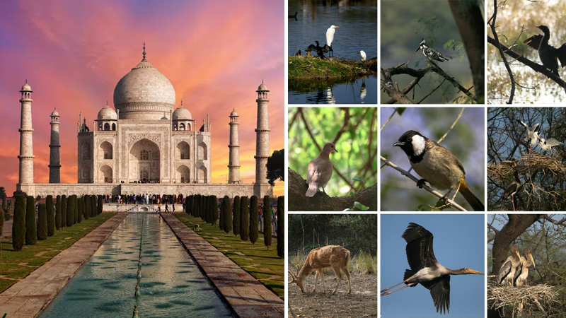 4 Days Delhi Agra Bharatpur Tour