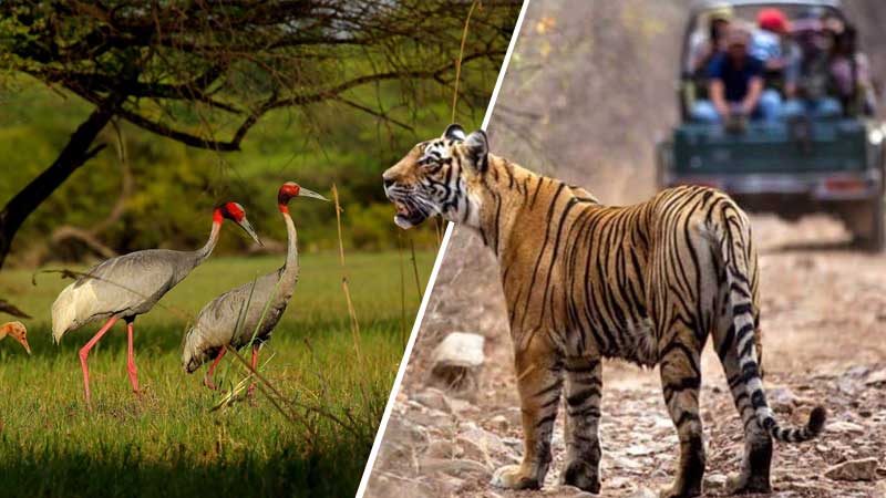 6 Days Delhi Agra Bharatpur Ranthambore Jaipur Tour