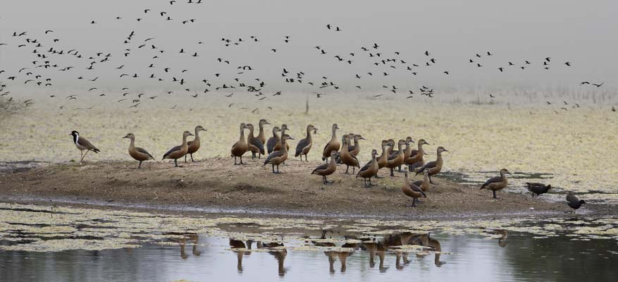 Rajasthan Wildlife Tour Package