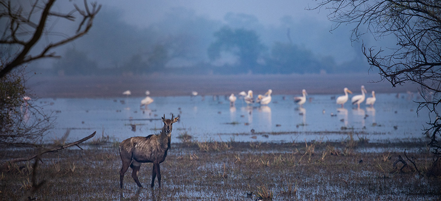 4 Days Delhi Agra Bharatpur Tour