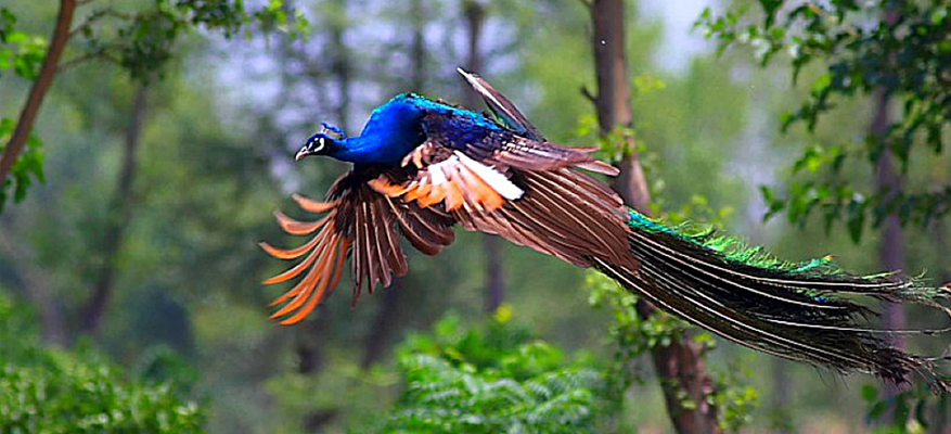 6 Days Delhi Agra Bharatpur Ranthambore Jaipur Tour