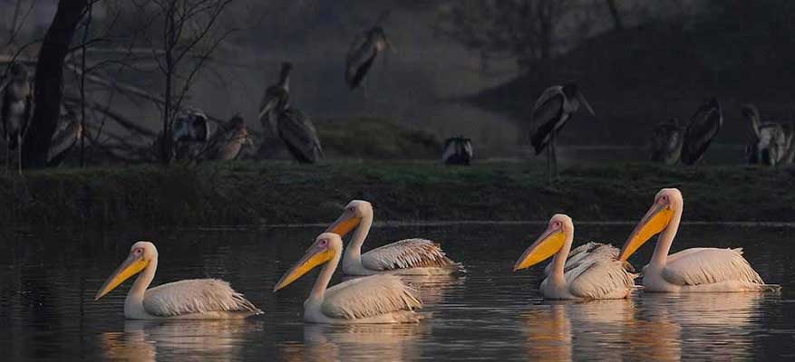 Delhi Bharatpur One Day Tour