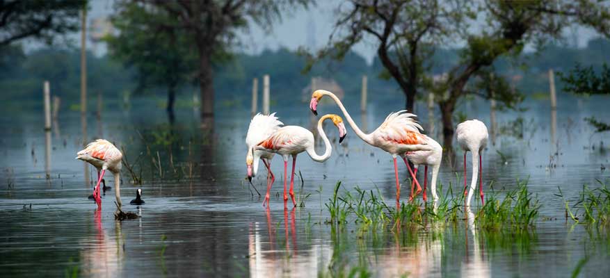 Delhi Bharatpur One Day Tour