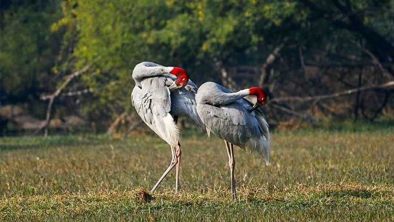 Delhi Bharatpur One Day Tour