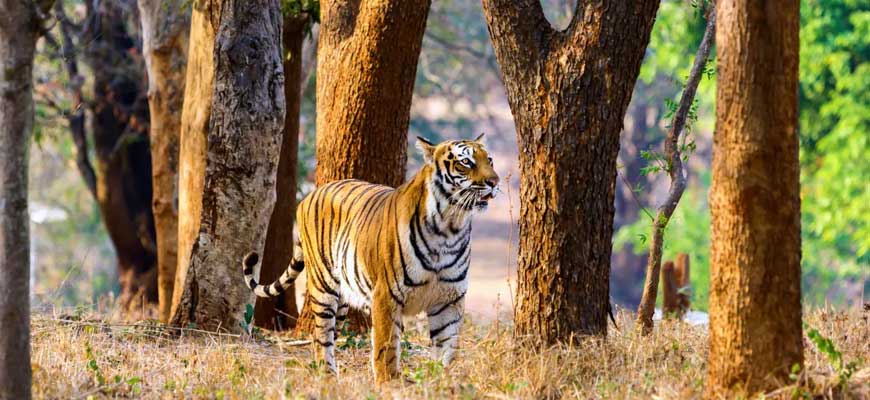 Nainital Tour with Jim Corbett