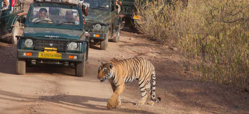 Golden Triangle Tour with Ranthambore