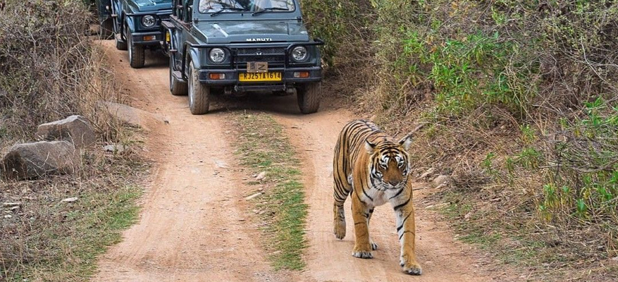 2 Days Jaipur Ranthambore Tour