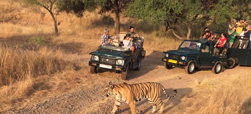 Rajasthan Wildlife Tour Package