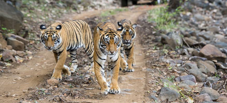 6 Days Delhi Jaipur Ranthambore Agra Tour