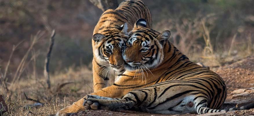 3 Days Delhi Ranthambore Tour