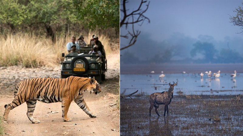 4 Days Ranthambore Bharatpur Tour from Delhi