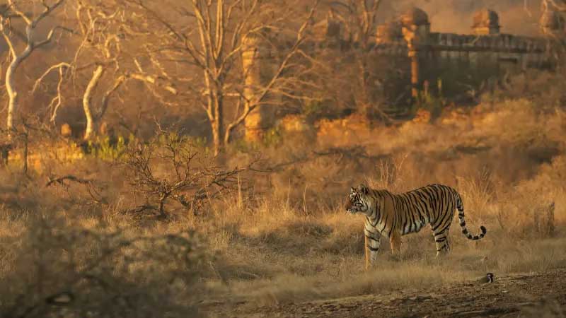 2 Days Jaipur Ranthambore Tour