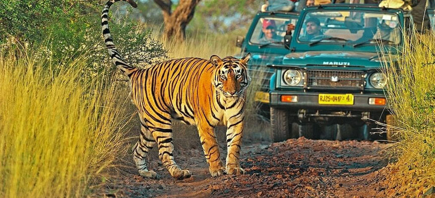 6 Days Delhi Agra Bharatpur Ranthambore Jaipur Tour