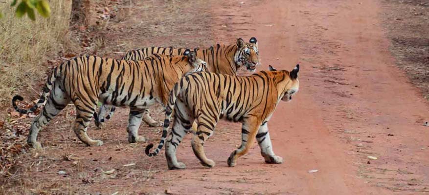 Rajasthan Wildlife Tour Package