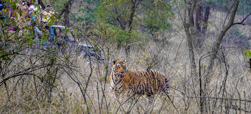 Delhi Sariska Same Day Tour